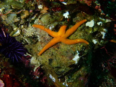 Henricia