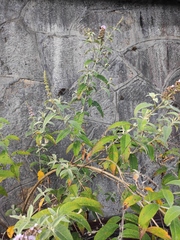 Buddleja davidii