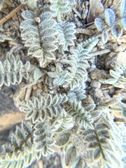 Astragalus leucolobus