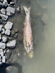 Actinopterygii