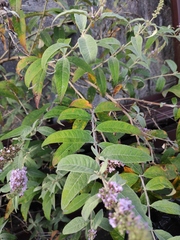 Buddleja davidii