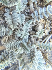 Astragalus leucolobus