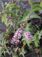 Buddleja davidii