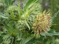 Cirsium parryi