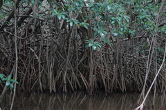 Rhizophora
