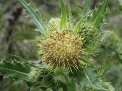 Cirsium parryi