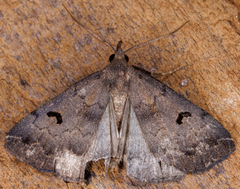 Phalaenostola hanhami