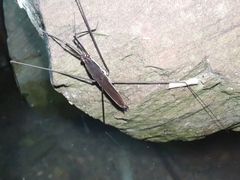 Aquarius elongatus