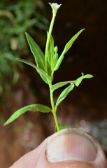 Epilobium hallianum