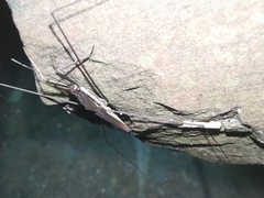 Aquarius elongatus