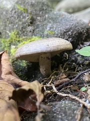 Lactarius pyrogalus