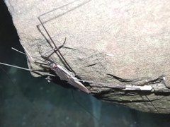 Aquarius elongatus