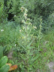 Cirsium parryi