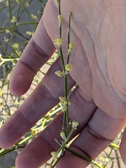 Eriogonum deserticola