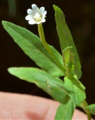 Epilobium hallianum