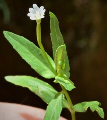 Epilobium hallianum