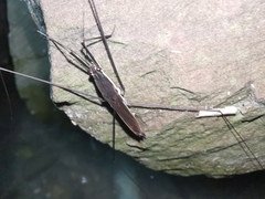Aquarius elongatus