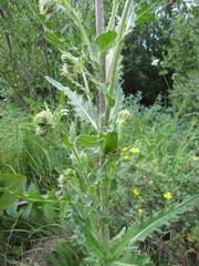 Cirsium parryi