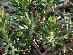 Hibbertia virgata