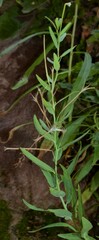 Epilobium hallianum