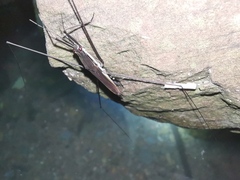 Aquarius elongatus