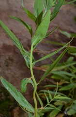Epilobium hallianum