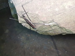 Aquarius elongatus