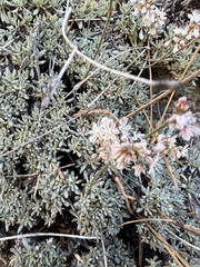 Eriogonum kennedyi austromontanum