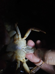 Longpotamon xiangxiense