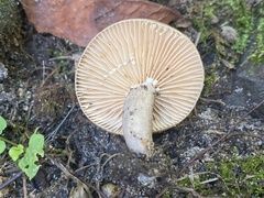 Lactarius pyrogalus