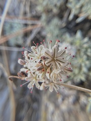 Eriogonum kennedyi austromontanum
