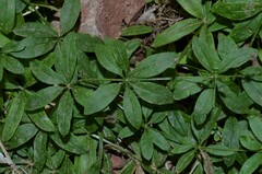 Galium triflorum
