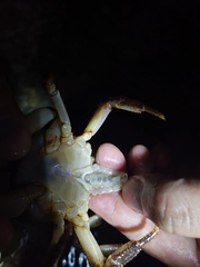 Longpotamon xiangxiense