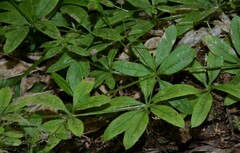 Galium triflorum