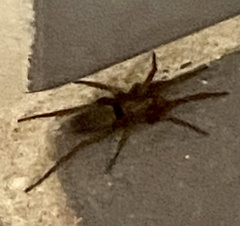 Scotophaeus blackwalli