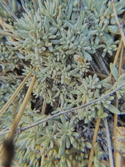 Eriogonum kennedyi austromontanum