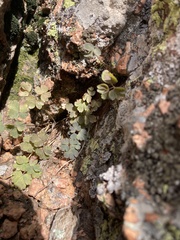 Aquilegia saximontana