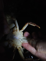 Longpotamon xiangxiense