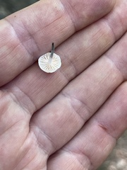 Tetrapyrgos nigripes