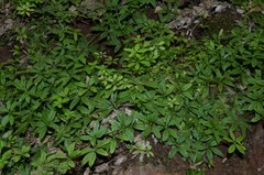Galium triflorum