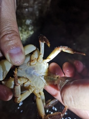 Longpotamon xiangxiense