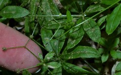 Galium triflorum