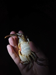 Longpotamon xiangxiense