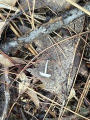 Tetrapyrgos nigripes