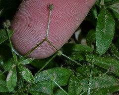 Galium triflorum