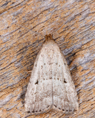 Hypenodes fractilinea