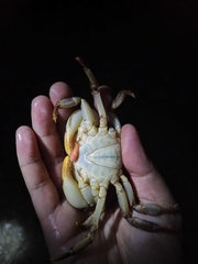 Longpotamon xiangxiense