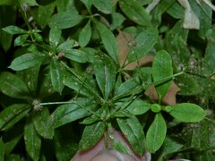 Galium triflorum