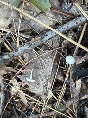 Tetrapyrgos nigripes