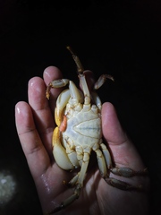 Longpotamon xiangxiense